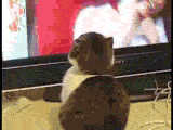 9096.gif